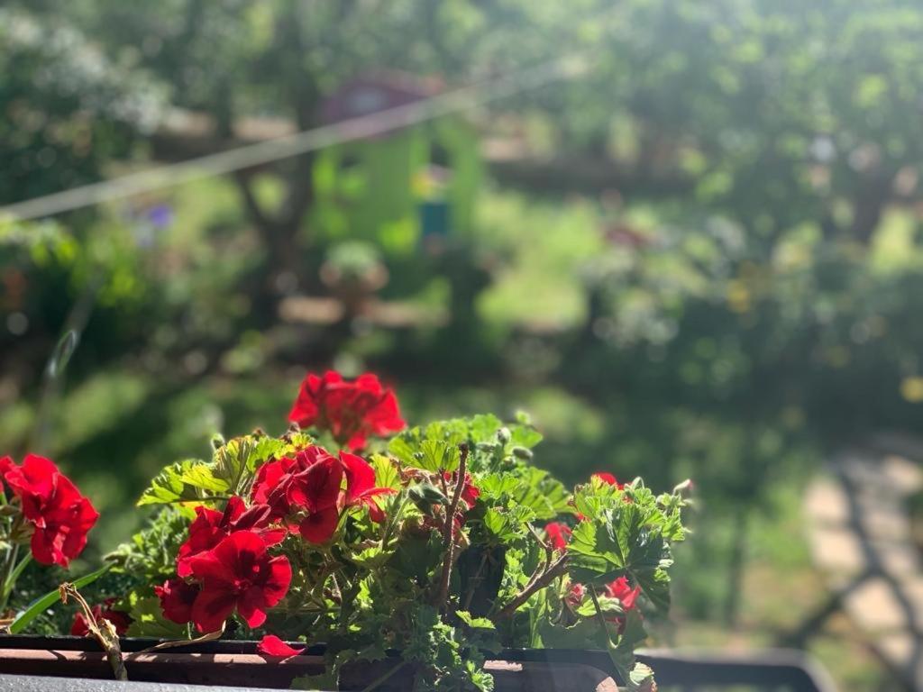 Apartman Dalija Vinkuran Extérieur photo